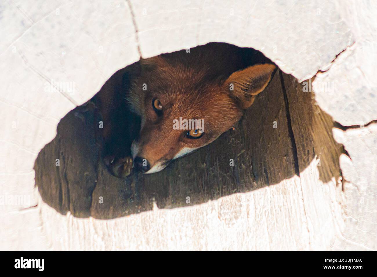 Rotfuchs Jagd, versteckt in einem Baum, in der Kamera. Wildtiere, Vulpes vulpes Tier. Stockfoto
