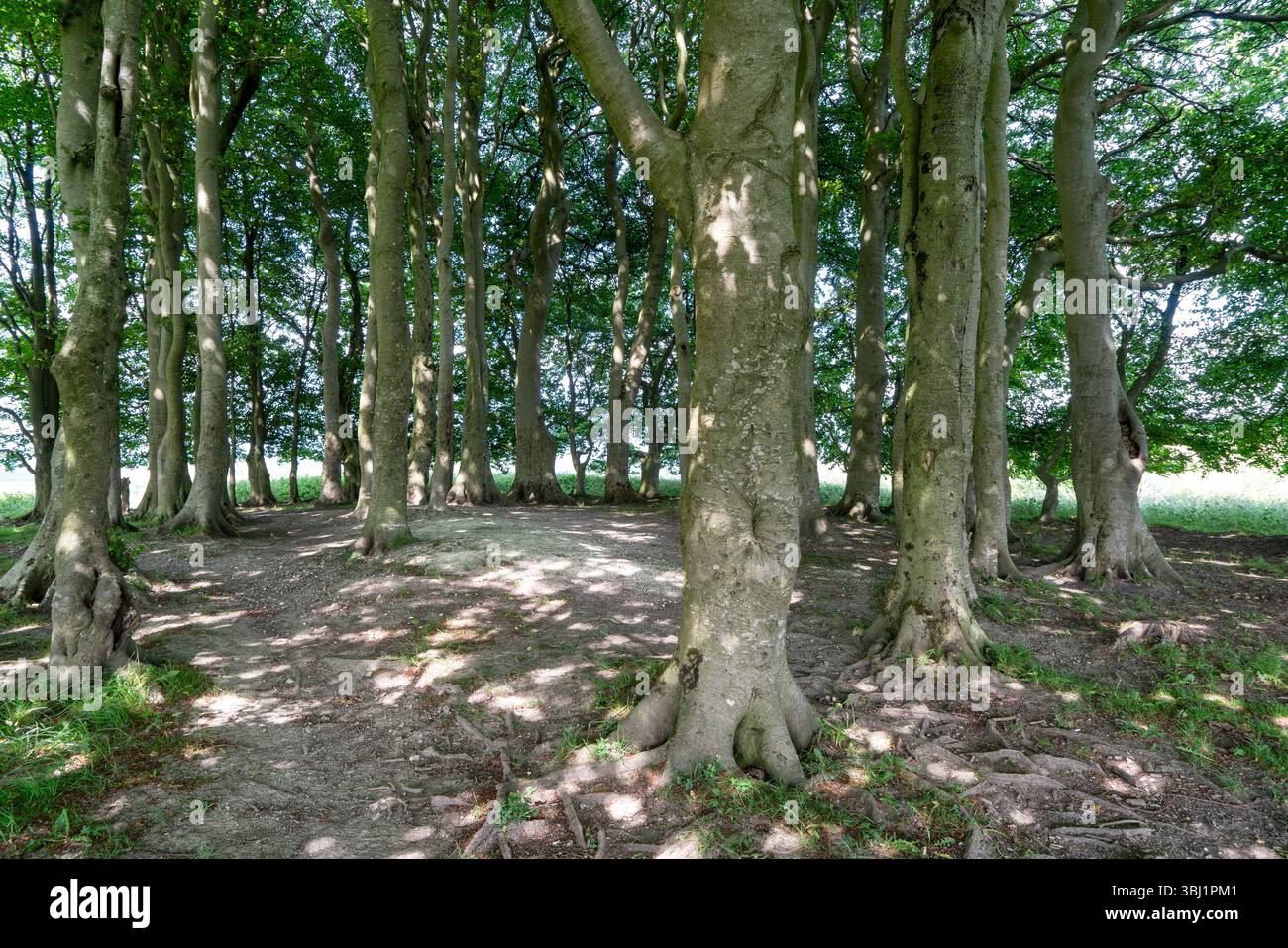 Sonnenlicht zwischen Bäumen auf dem Waldboden Stockfoto