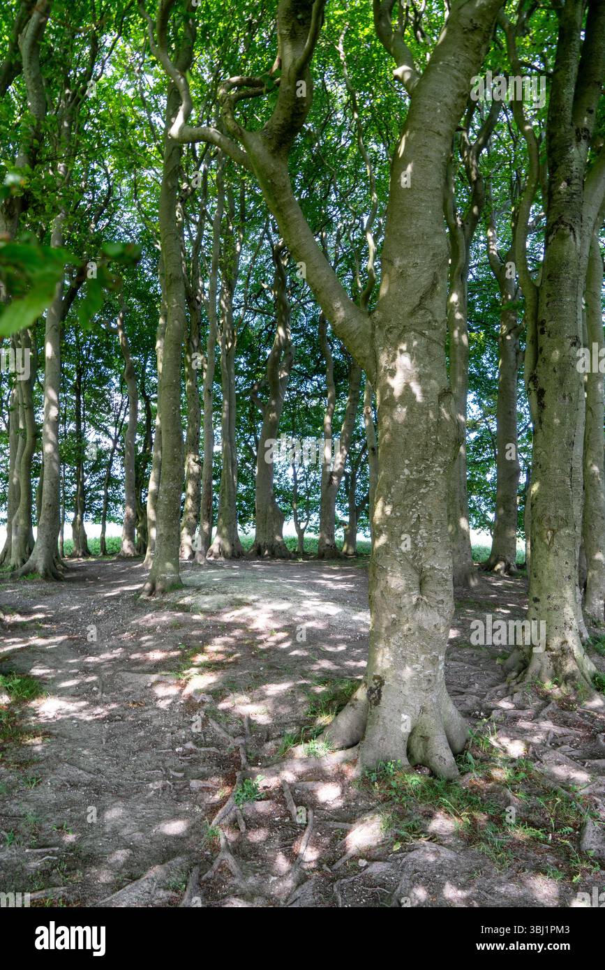 Sonnenlicht zwischen Bäumen auf dem Waldboden Stockfoto