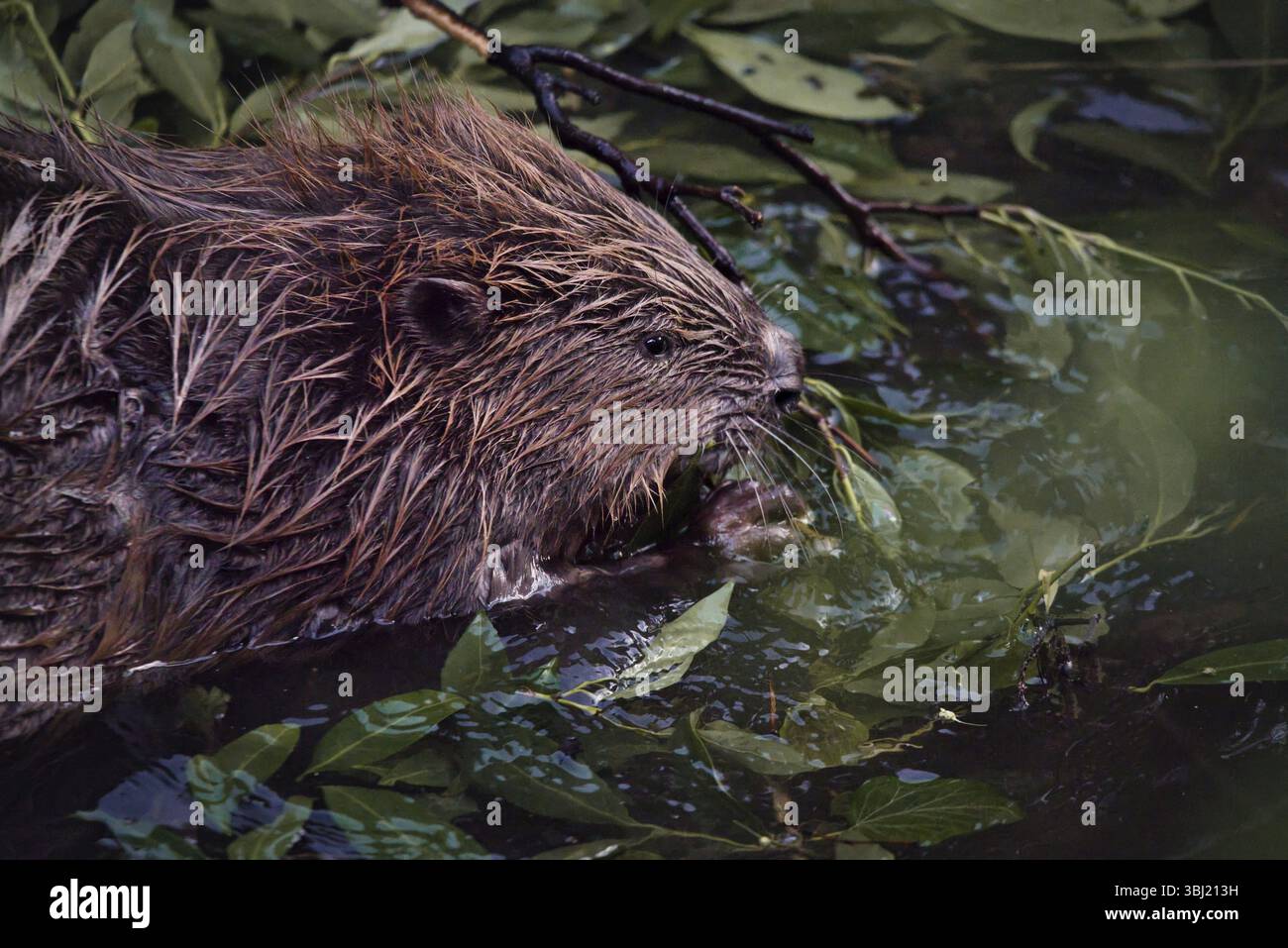 Biber (Castoridae) in einem Bach, Bad Kreuznach, Rheinland-Pfalz, Deutschland, Europa Stockfoto
