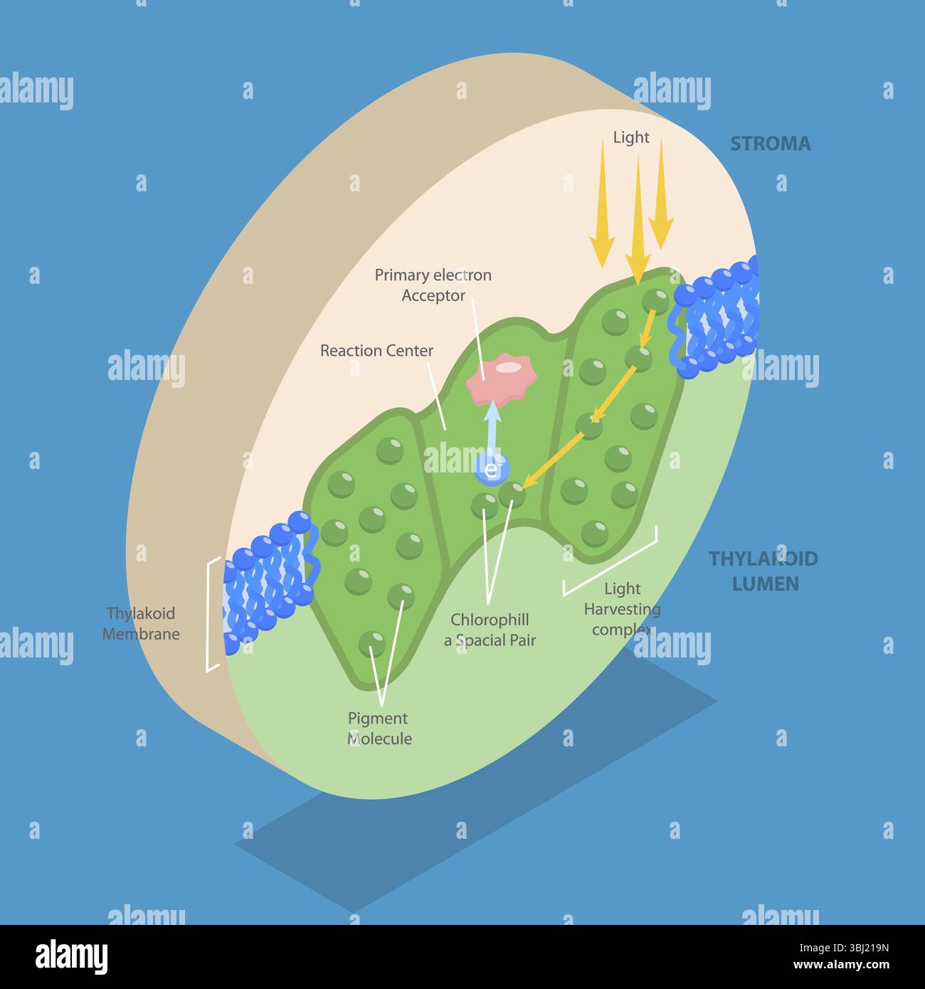 3D Isometrische flache Illustration der Biologieausbildung, Photosystemprozess für chemische Lichtabsorption Stockfoto