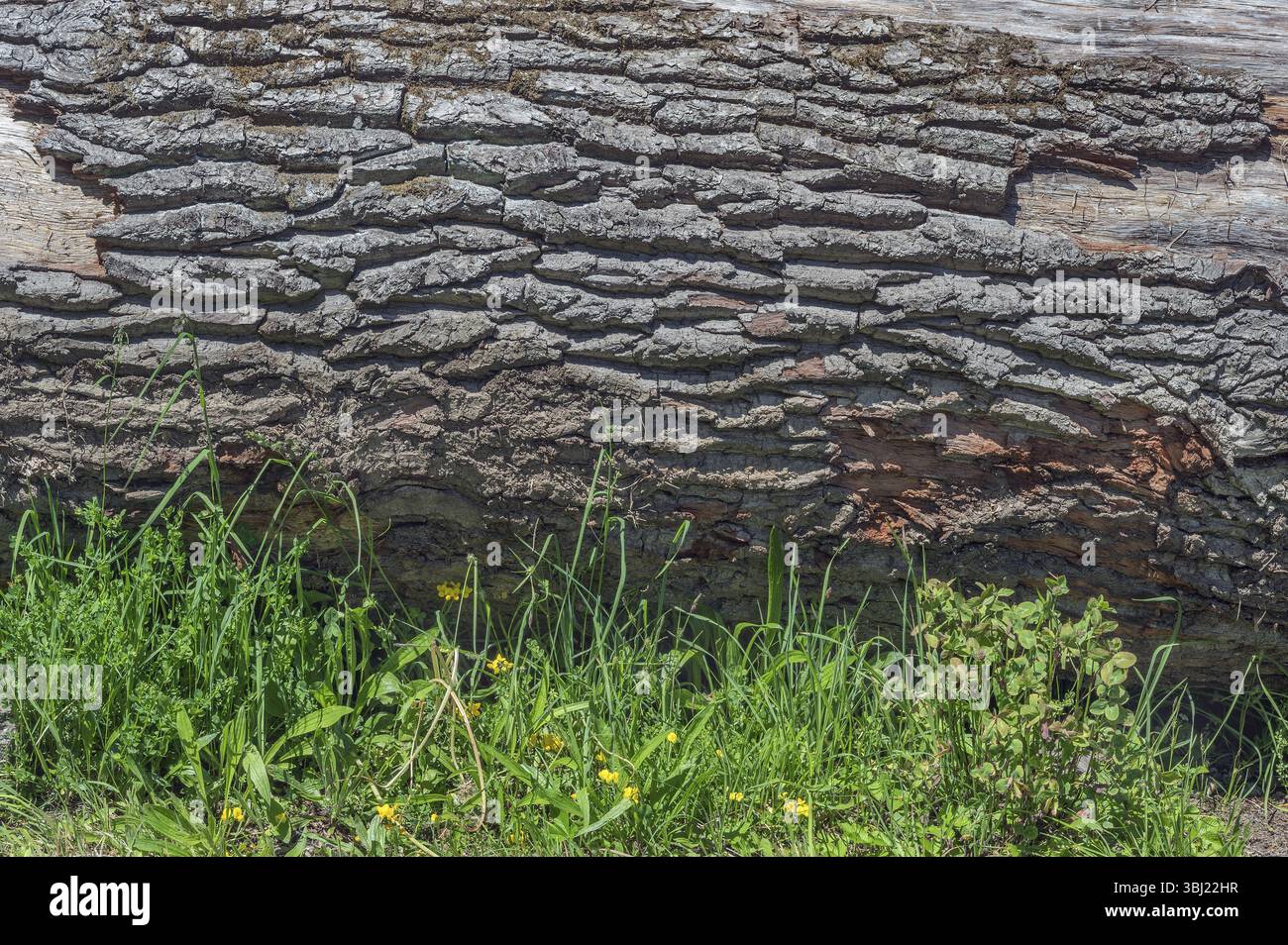 Baumstamm mit Furchenrinde oder Rinde, Unterkuernach, Allgaeu, Schwaben, Bayern, Deutschland, Europa Stockfoto