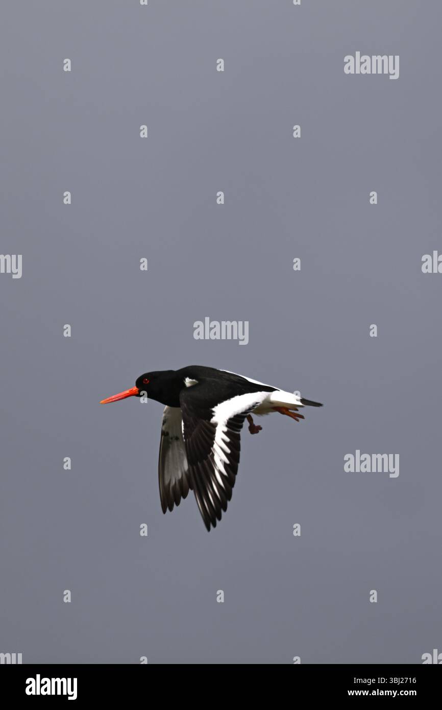 Schwarz-weiß, Seevögel mit Orangenschnabel, Austernfänger, Haematopus ostralegus Stockfoto