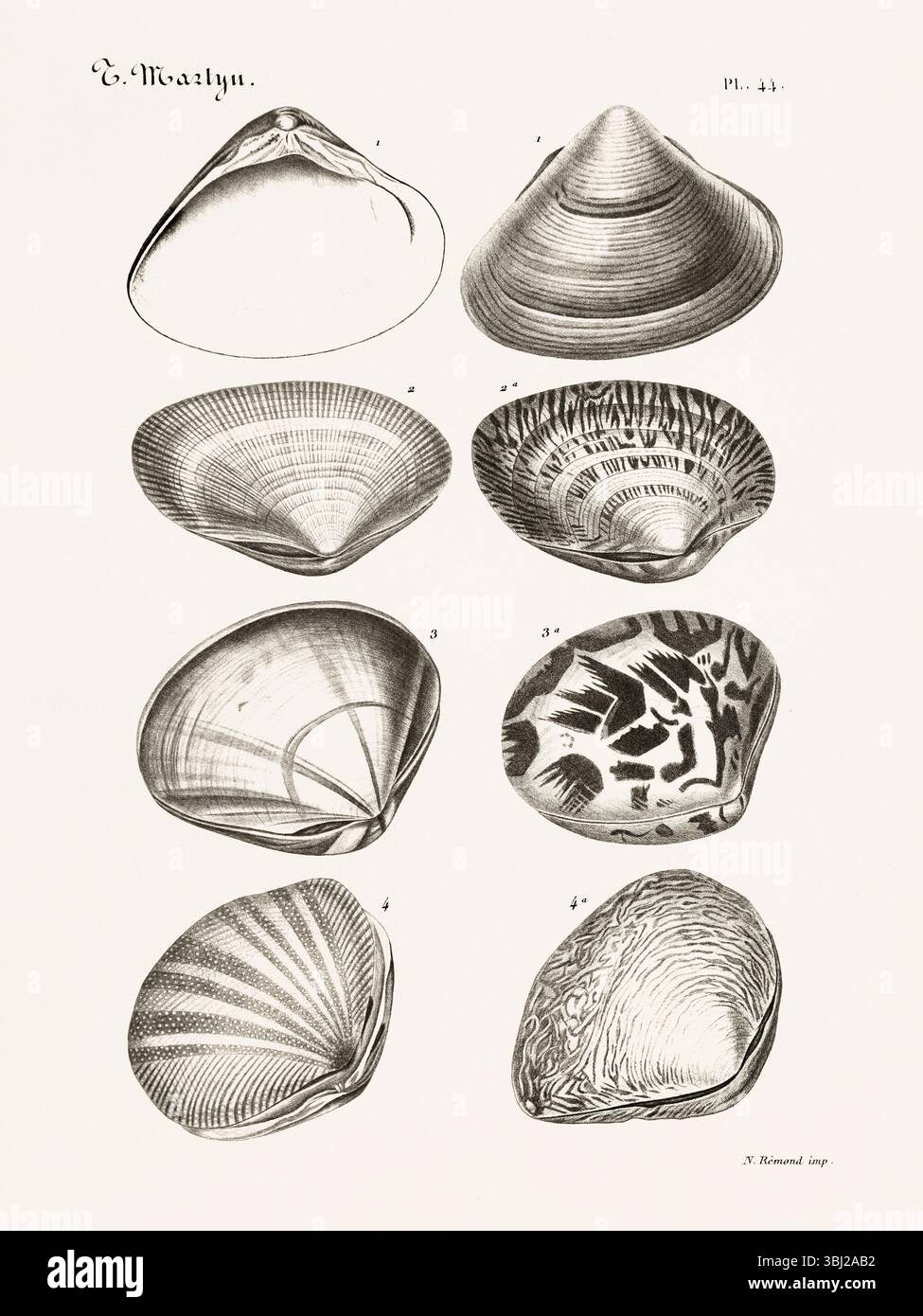 Marine Shell. Antike Conchologie-Illustration. Veröffentlicht in Frankreich, 1845. Detaillierte wissenschaftliche Gravur aus dem 19. Jahrhundert. Stockfoto