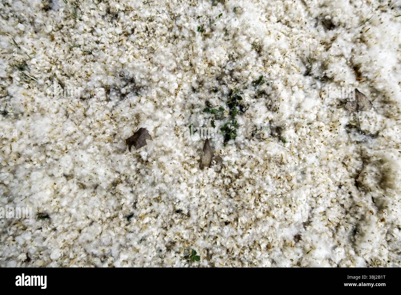 Detail von Pollen und Baumflaumen an einem Frühlingstag Stockfoto