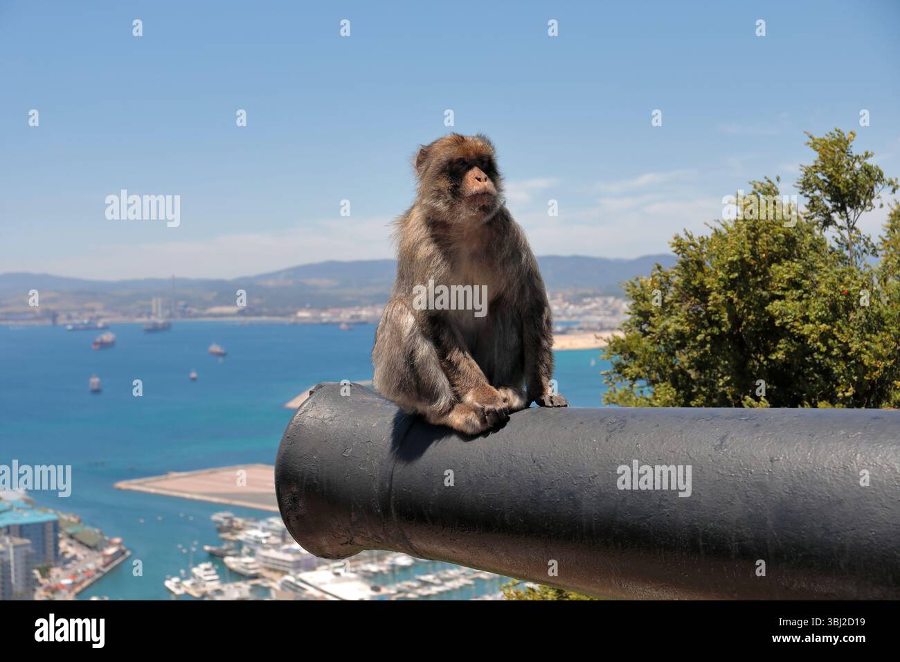 Ein erwachsener Berbermakaken (macaca sylvanus) sitzt auf einer alten Kanone auf dem Felsen von Gibraltar mit dem Meer dahinter und blickt in die Kamera Stockfoto