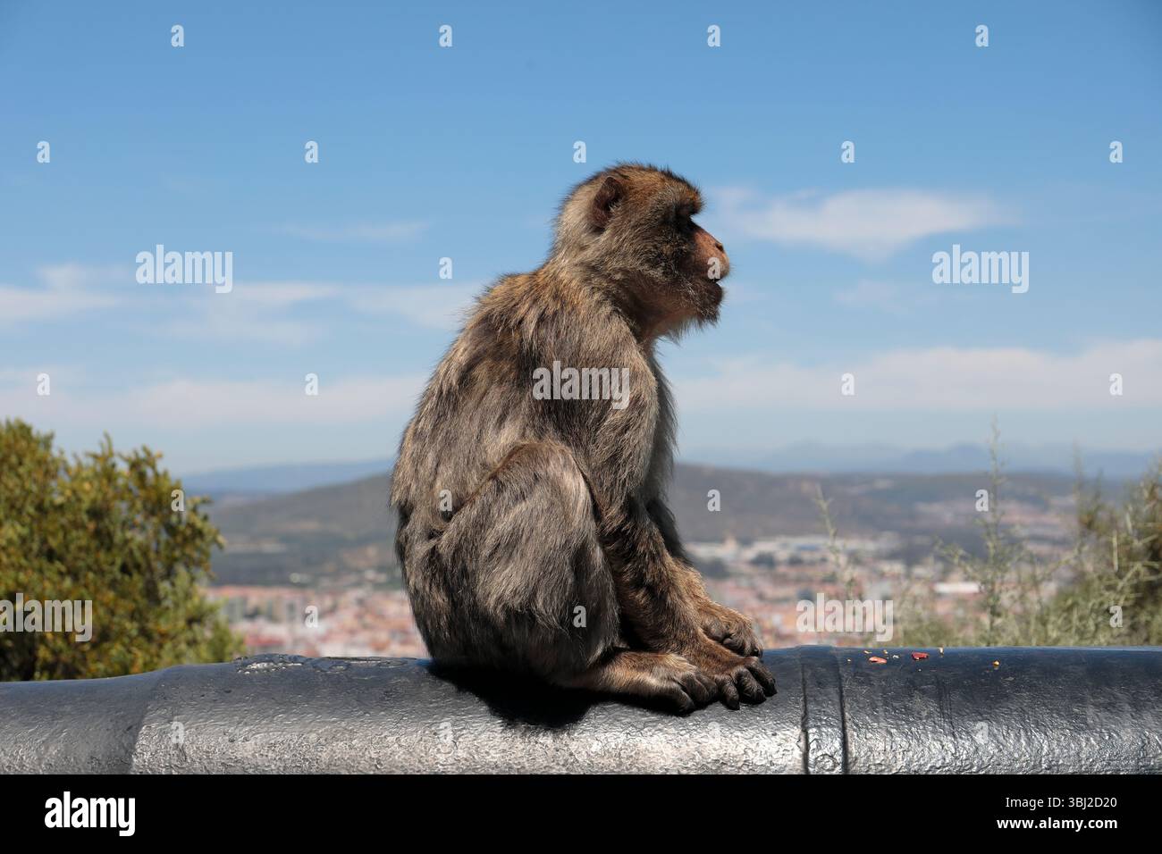 Ein erwachsener Berbermakaken (macaca sylvanus), der auf einer alten Kanone auf dem Felsen von Gibraltar sitzt, mit der Stadt La Linea dahinter, die nach rechts blickt Stockfoto