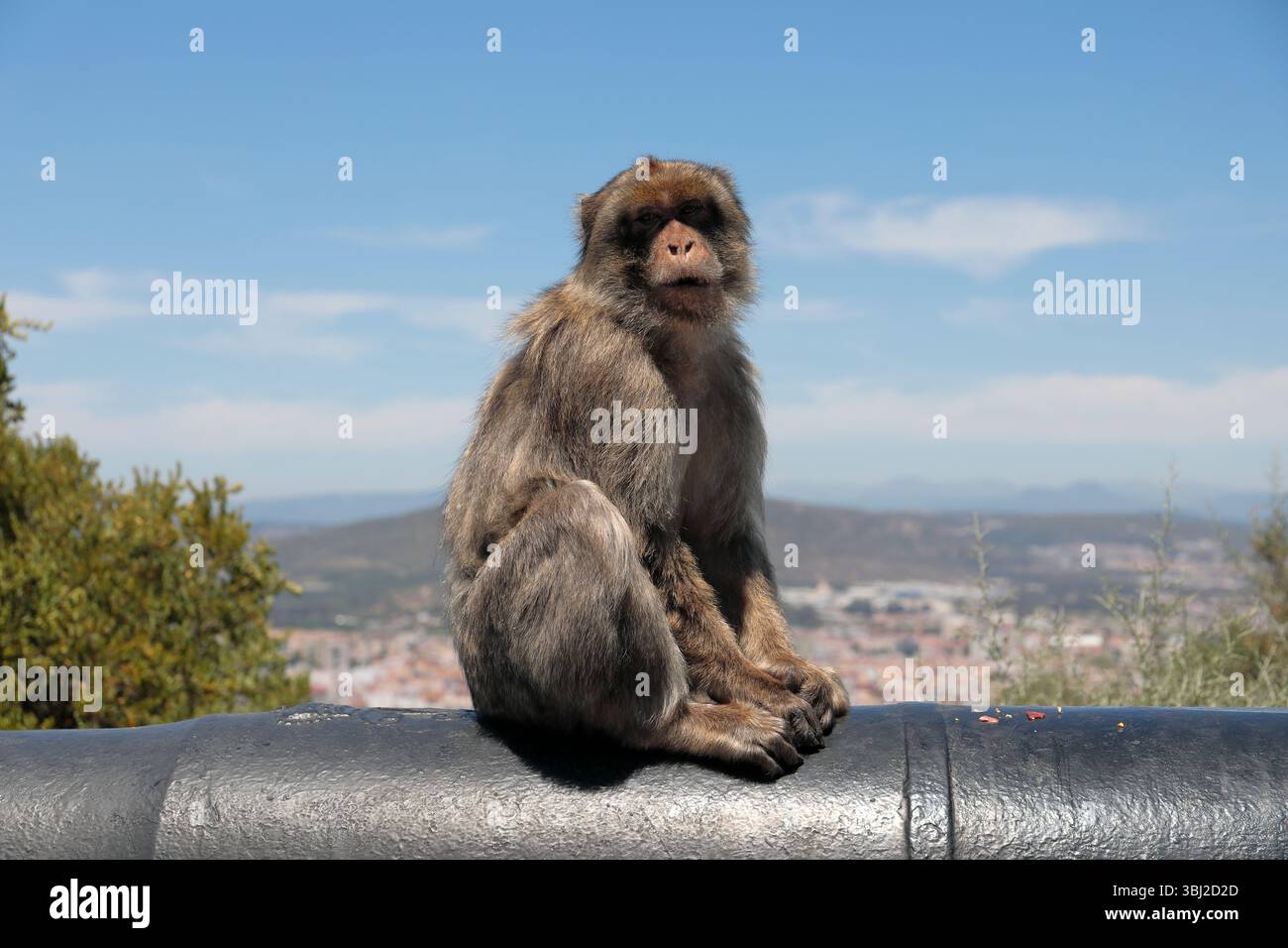 Ein erwachsener Berbermakaken (macaca sylvanus) sitzt auf einer alten Kanone auf dem Felsen von Gibraltar mit der Stadt La Linea dahinter und blickt in die Kamera Stockfoto