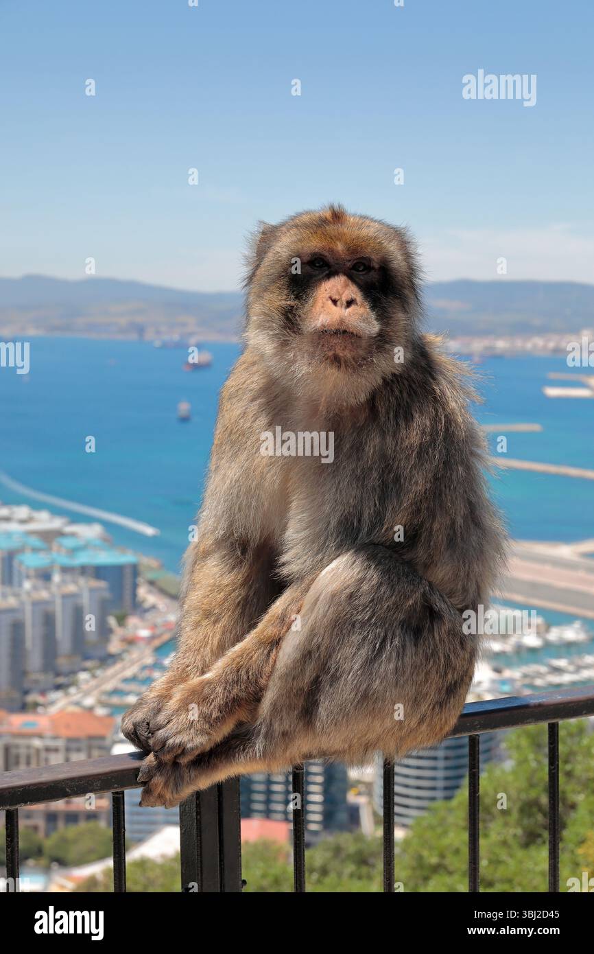 Ein erwachsener Berbermakaken (macaca sylvanus) sitzt auf einem Metallzaun auf dem Felsen von Gibraltar mit dem Meer und der Stadt dahinter und blickt in die Kamera Stockfoto