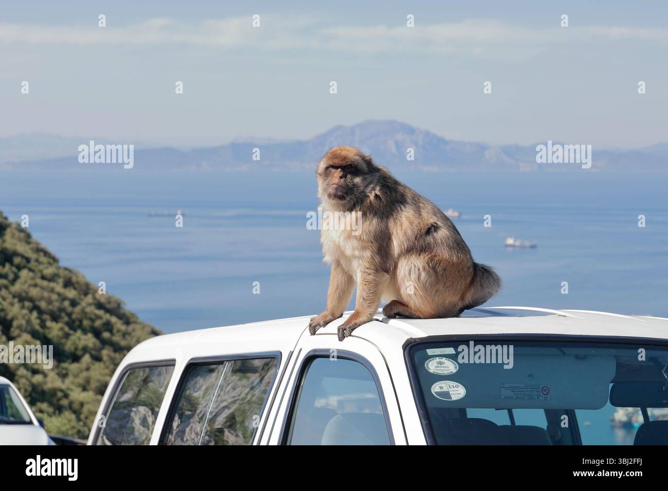 Ein erwachsener Berbermakaken (macaca sylvanus) sitzt auf einem weißen Taxi auf dem Felsen von Gibraltar, mit dem Meer und der afrikanischen Küste dahinter Stockfoto