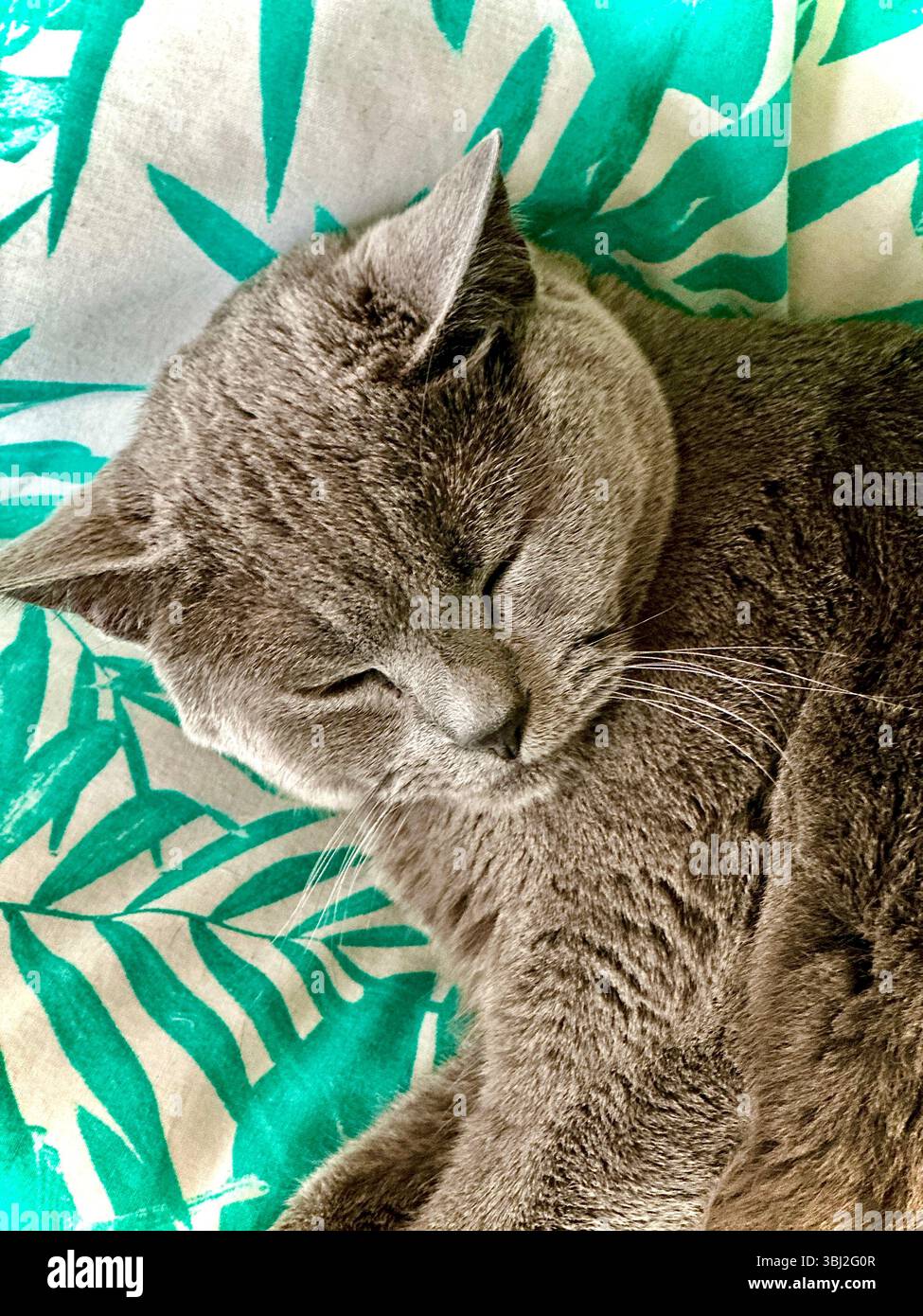 Nahaufnahme einer kleinen grauen Katze, die friedlich auf einer rosa und grünen Bettdecke mit Palmenmotiv schläft, Kopf und Hals bei weichem Licht sichtbar Stockfoto