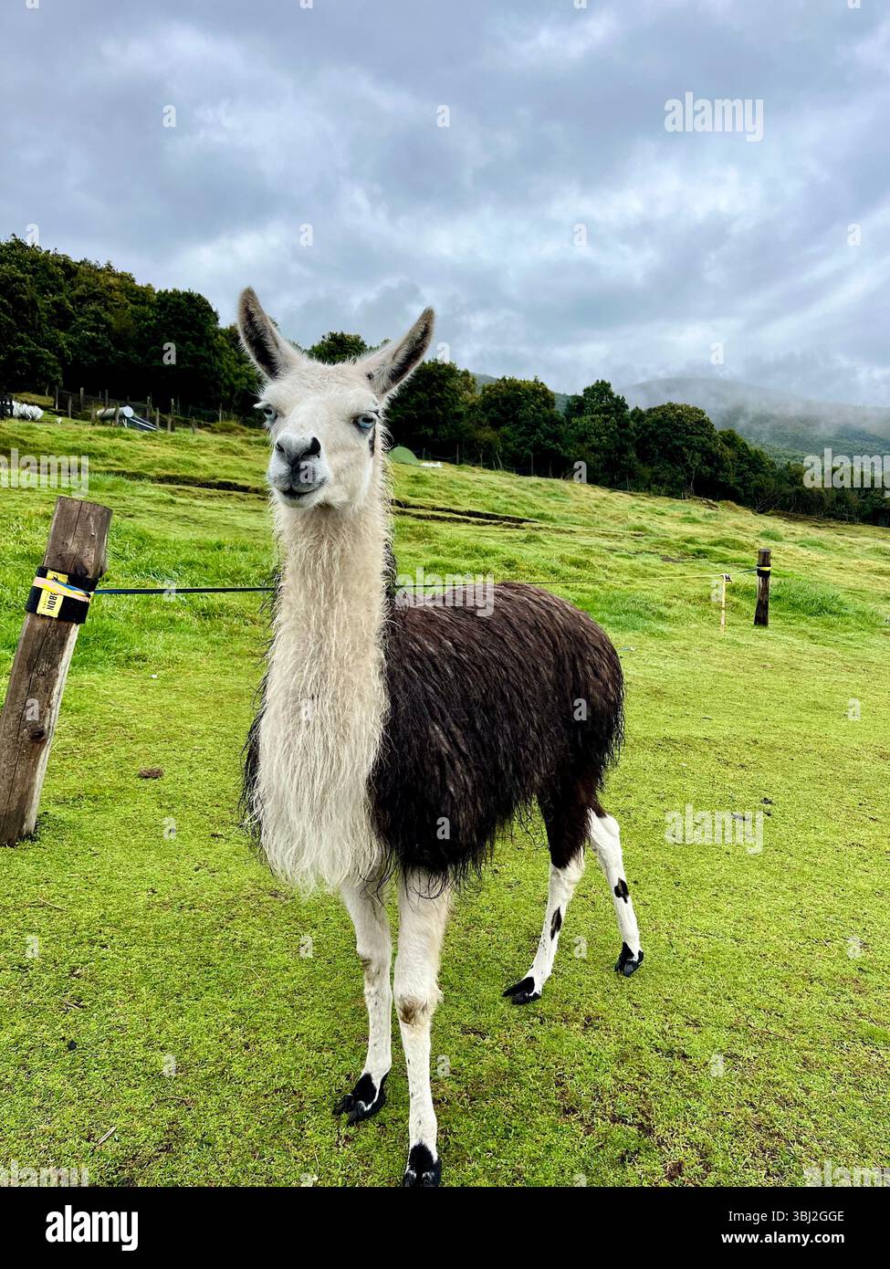 Lama in Ecuador Stockfoto