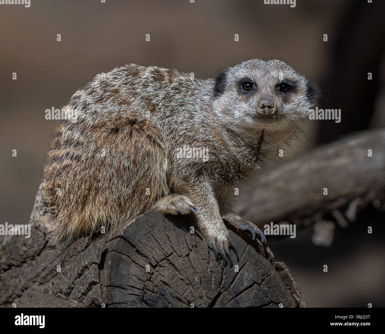 Erdmännchen Stockfoto