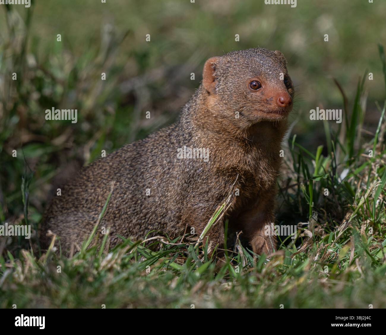 Zwerg-Mongoose Stockfoto