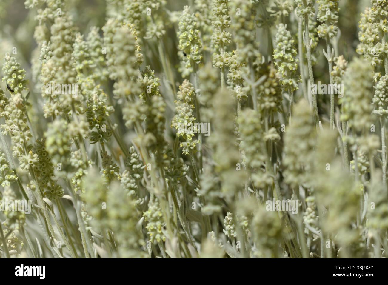 Flora von Gran Canaria - Sideritis dasygnaphala, weißer Bergtee von Gran Canaria, endemischer, natürlicher makrofloraler Hintergrund Stockfoto