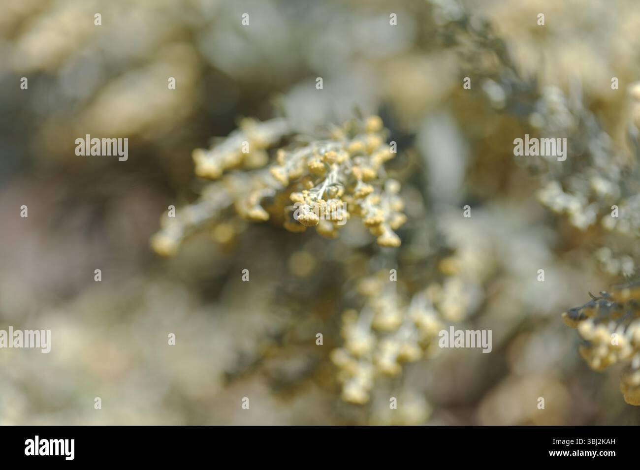 Flora von Gran Canaria - Artemisia thuscula, aufgrund seiner hocharomatischen Eigenschaften lokal als Weihrauch bezeichnet, natürlicher makrorlümiger Hintergrund Stockfoto
