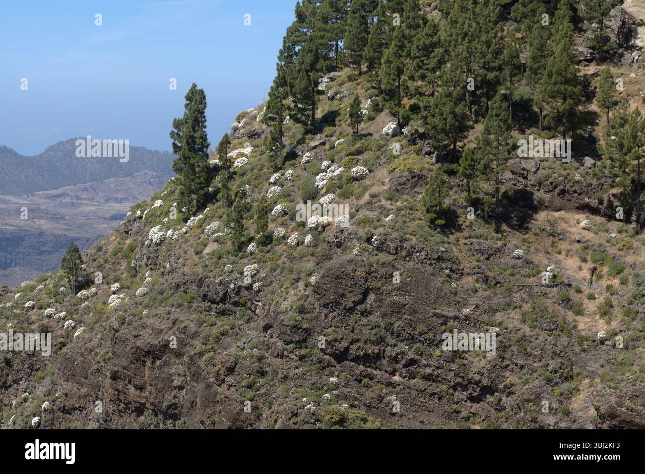Flora von Gran Canaria - Gonospermum ptarmiciflorum, silberne tansy, endemisch auf der Insel und in freier Wildbahn gefährdet, maure-Pflanzen blühen am Hang o Stockfoto