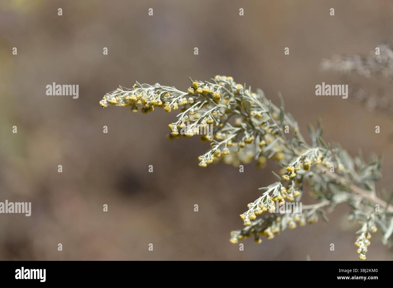 Flora von Gran Canaria - Artemisia thuscula, aufgrund seiner hocharomatischen Eigenschaften lokal als Weihrauch bezeichnet, natürlicher makrorlümiger Hintergrund Stockfoto