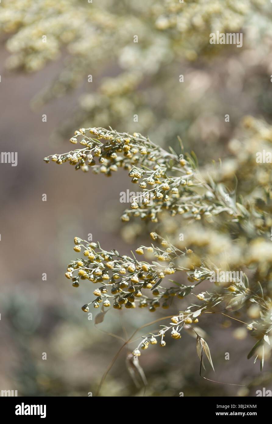 Flora von Gran Canaria - Artemisia thuscula, aufgrund seiner hocharomatischen Eigenschaften lokal als Weihrauch bezeichnet, natürlicher makrorlümiger Hintergrund Stockfoto