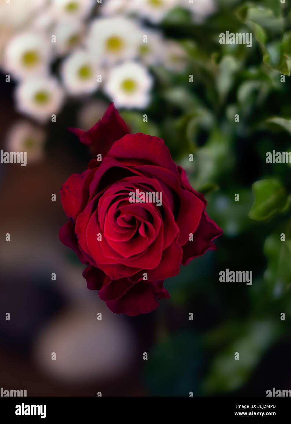 Eine Rote Rose, Teil eines Blumenstraußes mit lebhaften Farben, North Norfolk, UK. Stockfoto