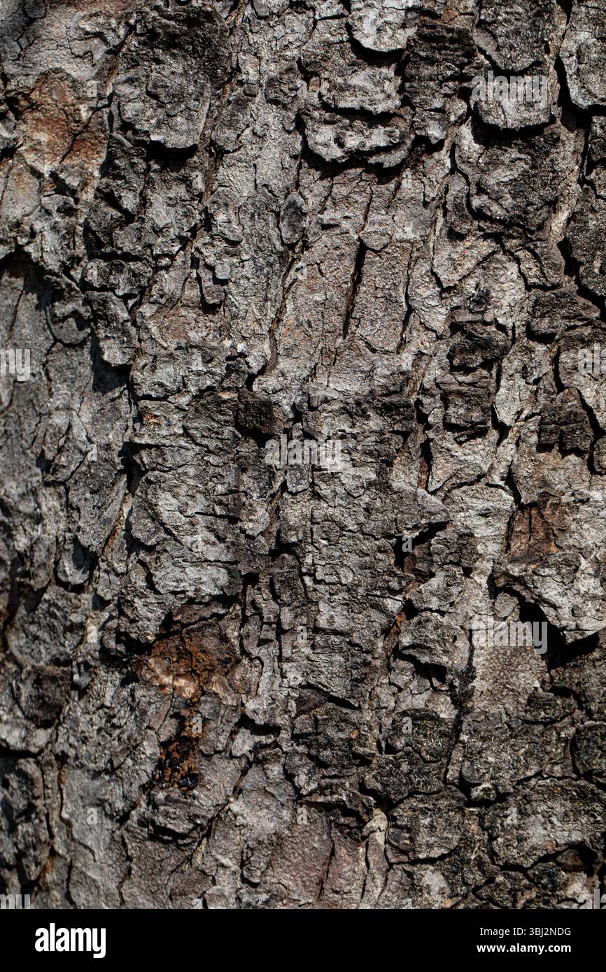 Eine Nahaufnahme der komplexen und detaillierten Textur der Baumrinde in Natures Beauty Stockfoto