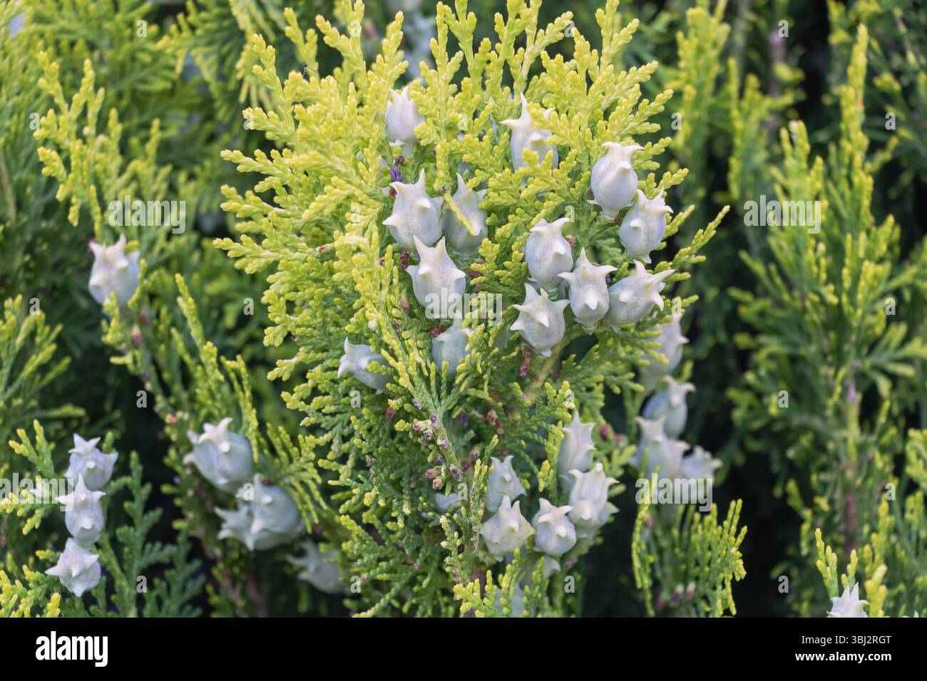 thuja occidentalis teddy pflege Thuja occidentalis 'Teddy' 9cm
