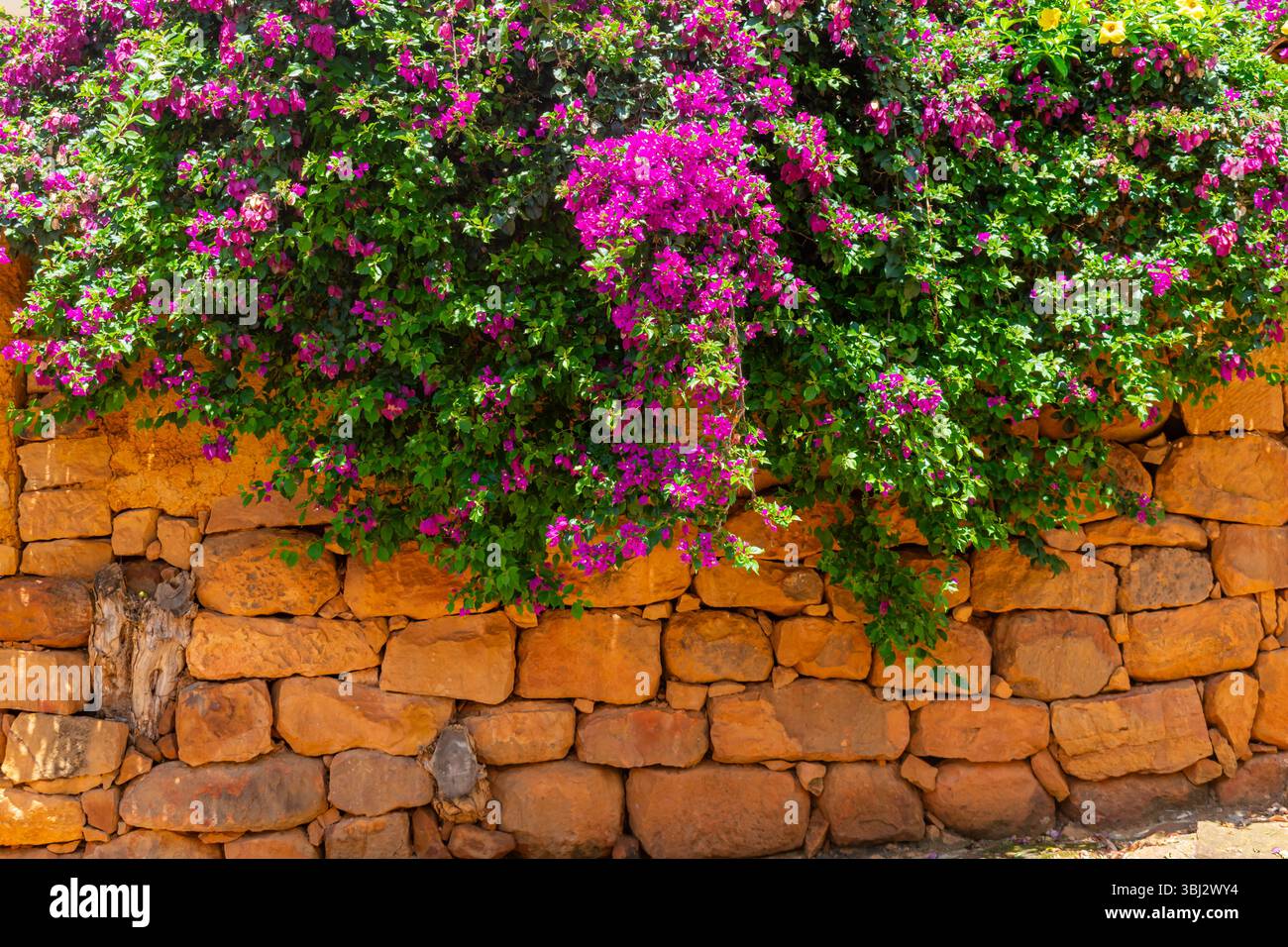 Rote Steinmauer aus Barichara, bedeckt mit leuchtenden Fuchsia Bougainvillea Blumen. Die lebendigen Farben und natürlichen Texturen sorgen für eine beeindruckende Optik Stockfoto
