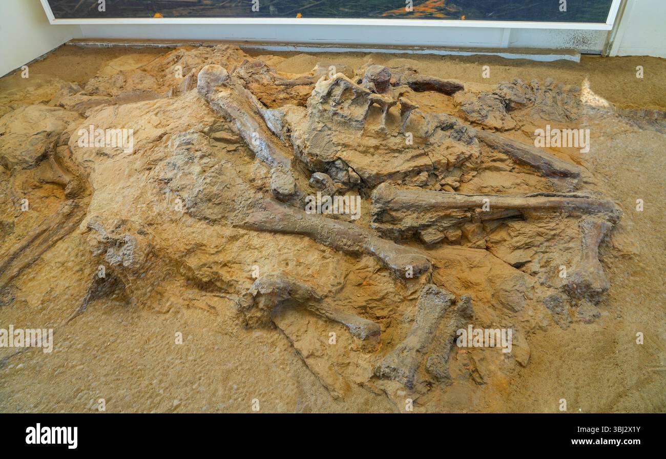Grabstätte und Fossilienausstellung im Dinosaur Provincial Park, Alberta, Kanada Stockfoto