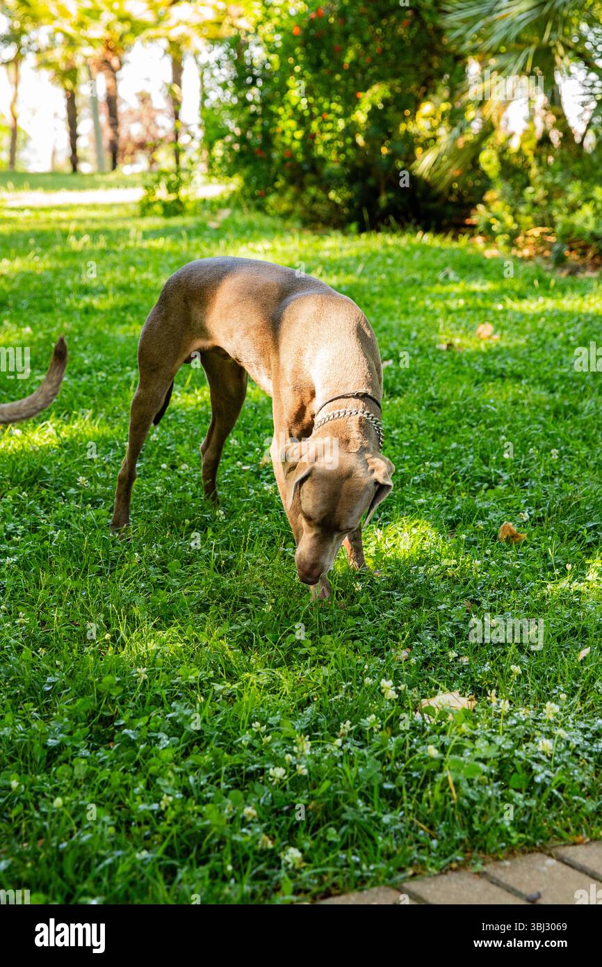 Ein Tag mit Haustieren, Weimaranern, die sich ausruhen Stockfoto
