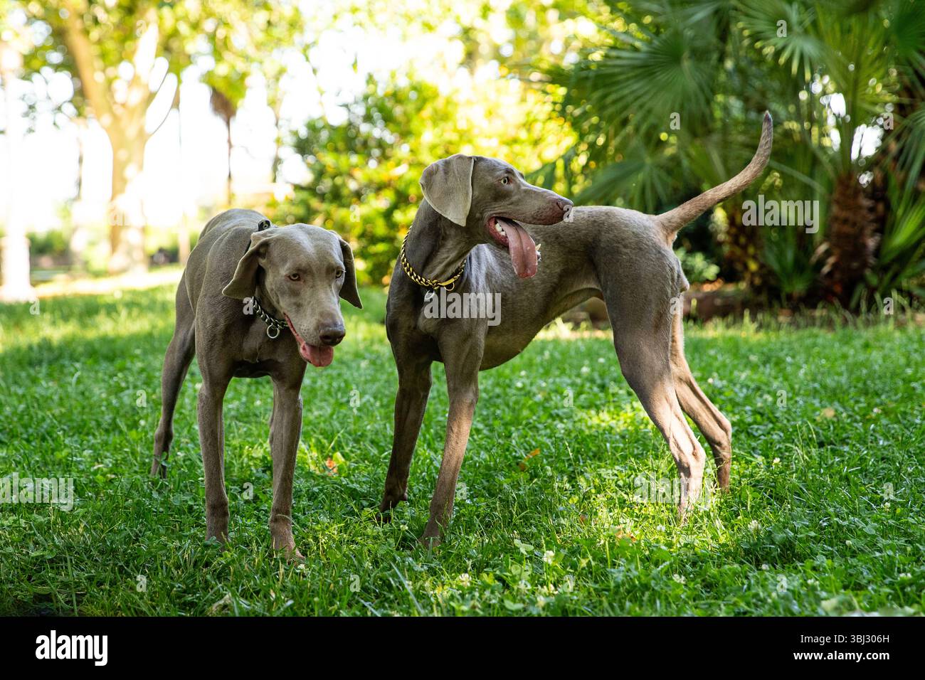 Lustige Hunde. Zwei Weimaraner auf einem Spaziergang im Park Stockfoto