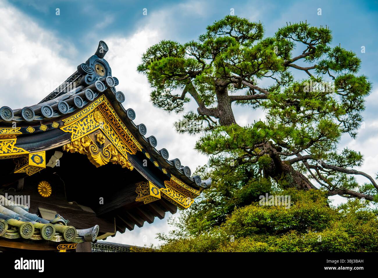 Goldenes, reich verziertes Tempeldach mit spitzen Details und reichen Schnitzereien, gepaart mit einer japanischen Kiefer in einer ruhigen Umgebung von Kyoto, Japan. Stockfoto