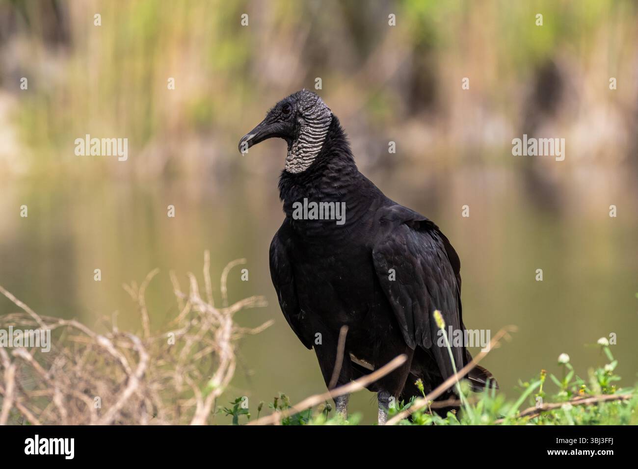 Eine Nahaufnahme eines schwarzen Geiers, der in der Nähe eines Kanals steht. Stockfoto