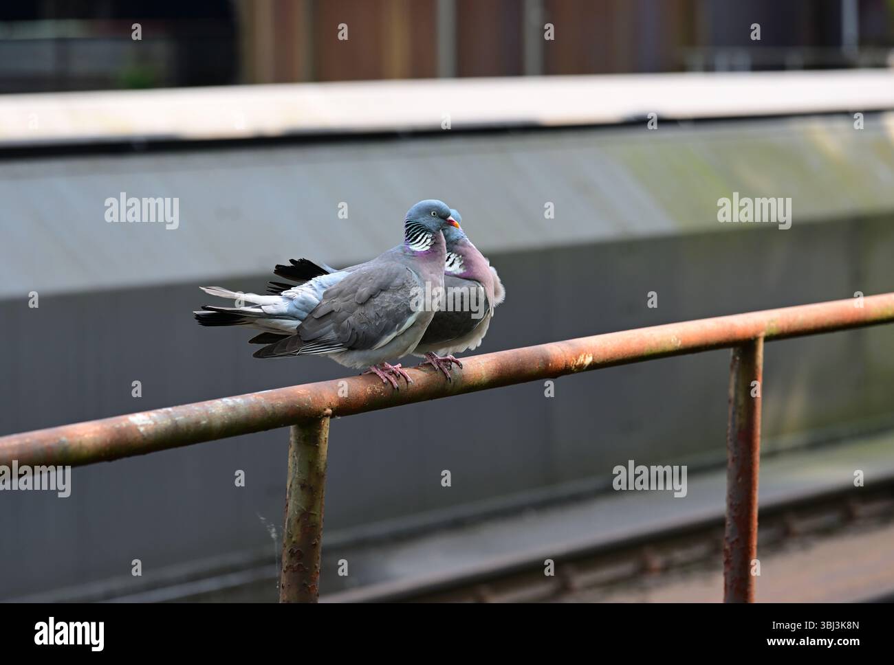 Zwei Tauben sitzen auf der Attika im Landschaftspark Duisburg Stockfoto
