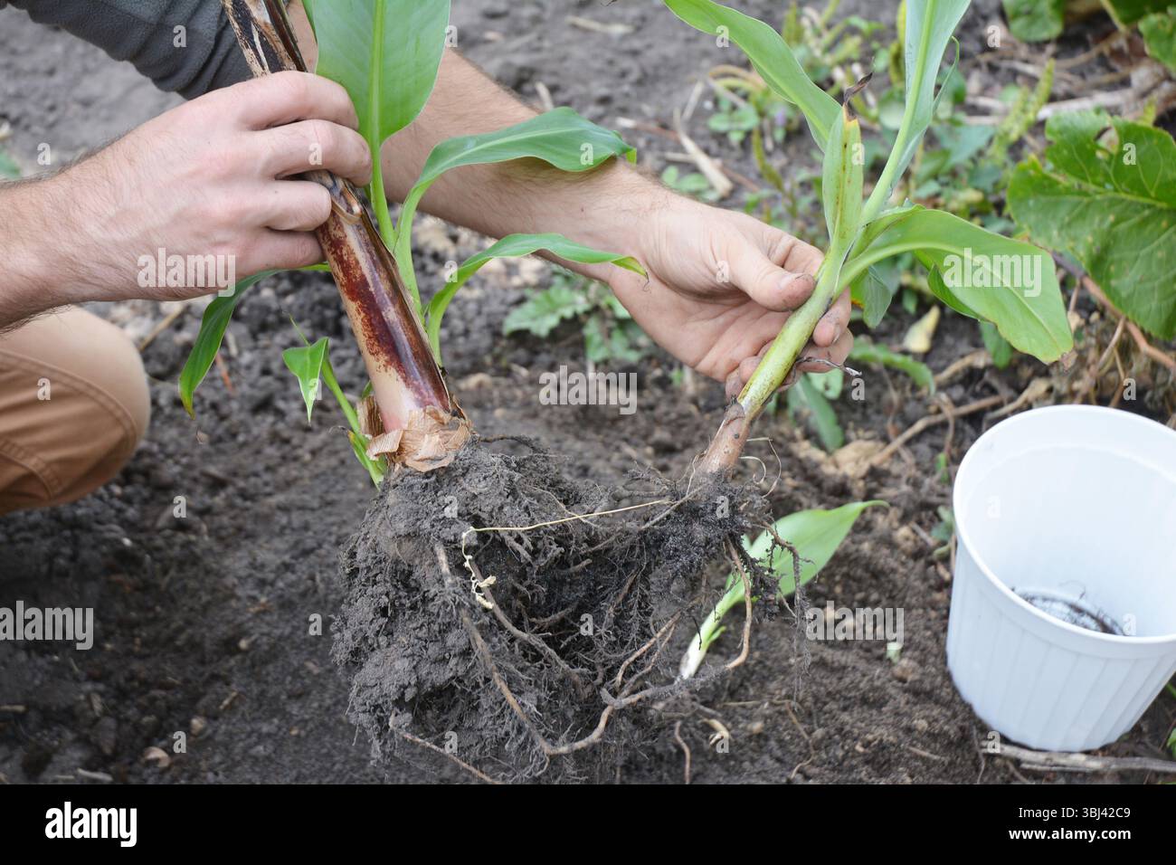Die Zwerg-Cavendish-Banane wchst und vermehren: Junge Pflanzen  Bananenjungen werden in separate Tpfe repottiert Stockfotografie - Alamy