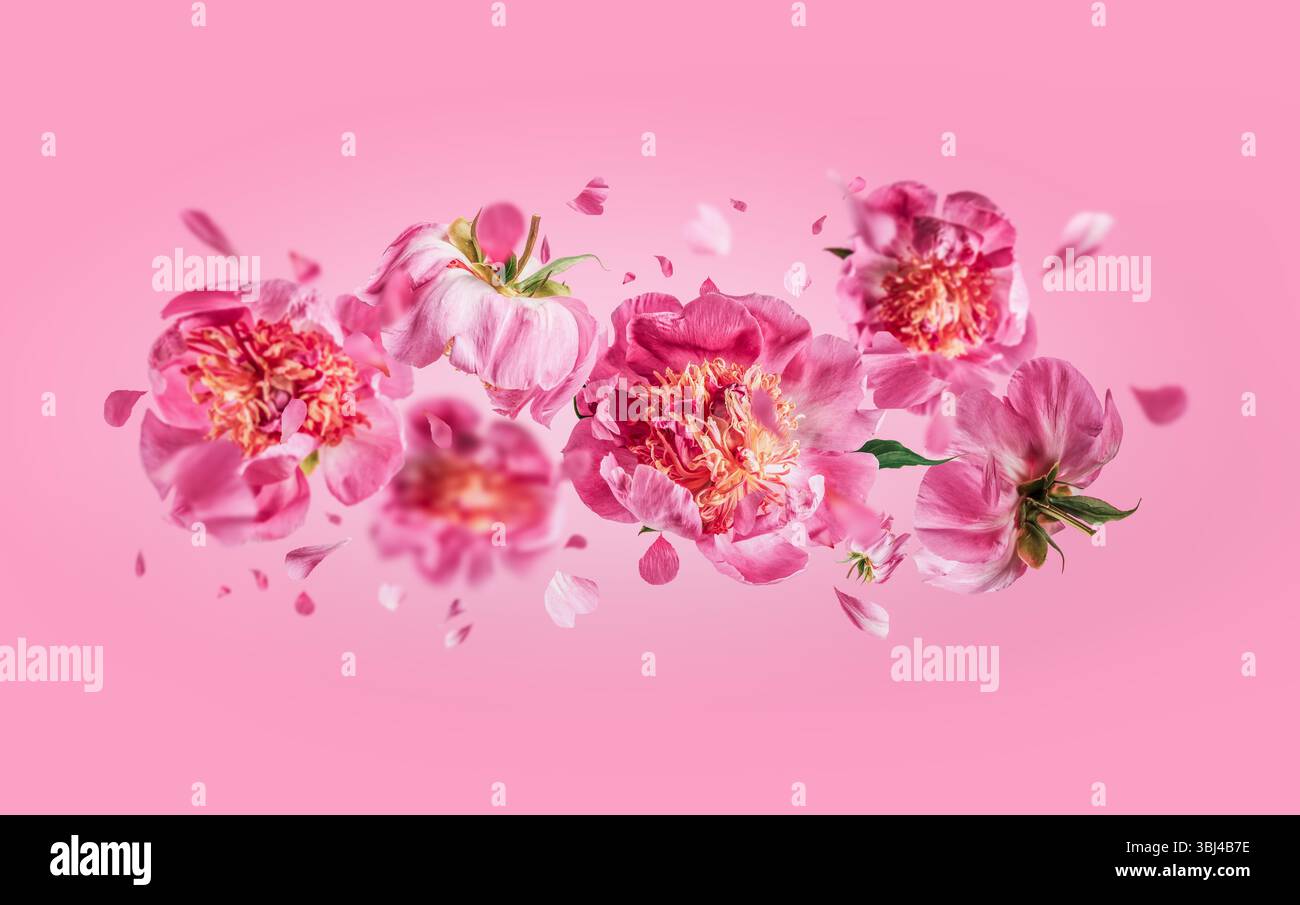 Fliegende Pfingstrosen Blumen mit fallenden Blütenblättern auf rosa Hintergrund. Das florale Levitationskonzept. Vorderansicht. Horizontal Stockfoto