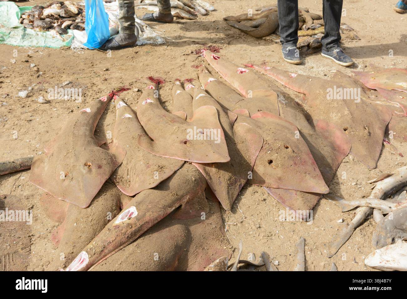 Shovelnose Gitarrenfisch Ray (Rhinobatos productus) auf dem täglichen Fischmarkt am Strand in Mbour, Petite Cote, Thies Region, Senegal, Westafrika Stockfoto