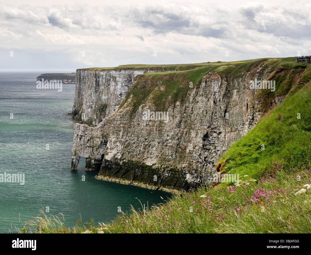 Seevögel nisten an den Bempton Cliffs in Yorkshire, Großbritannien. Stockfoto