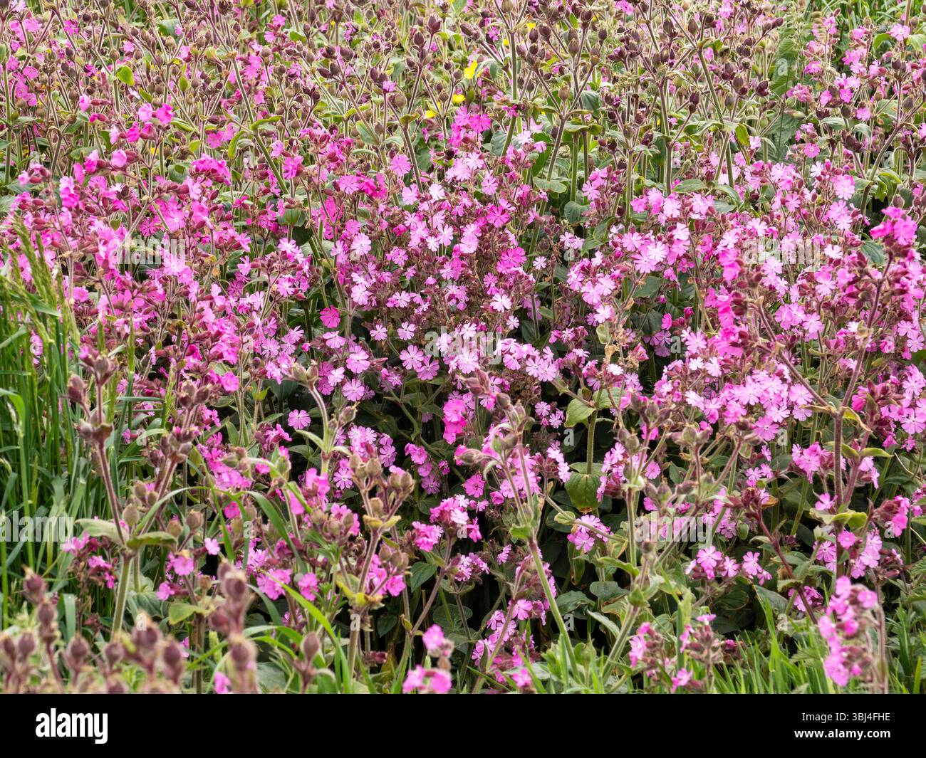Red Campion, Silene dioica grunzt auf Wildblumenwiesen an den Bempton Cliffs in Yorkshire, Großbritannien. Stockfoto