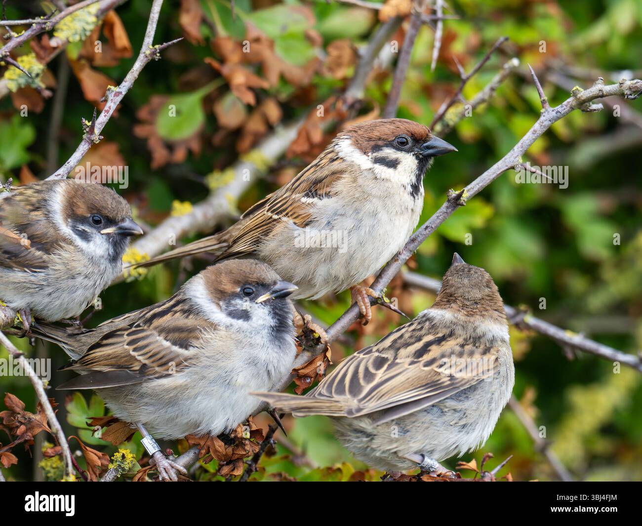 Eine Familie von Tree Sparrow, Passer montanus an den Bempton Cliffs in Yorkshire, Großbritannien. Stockfoto