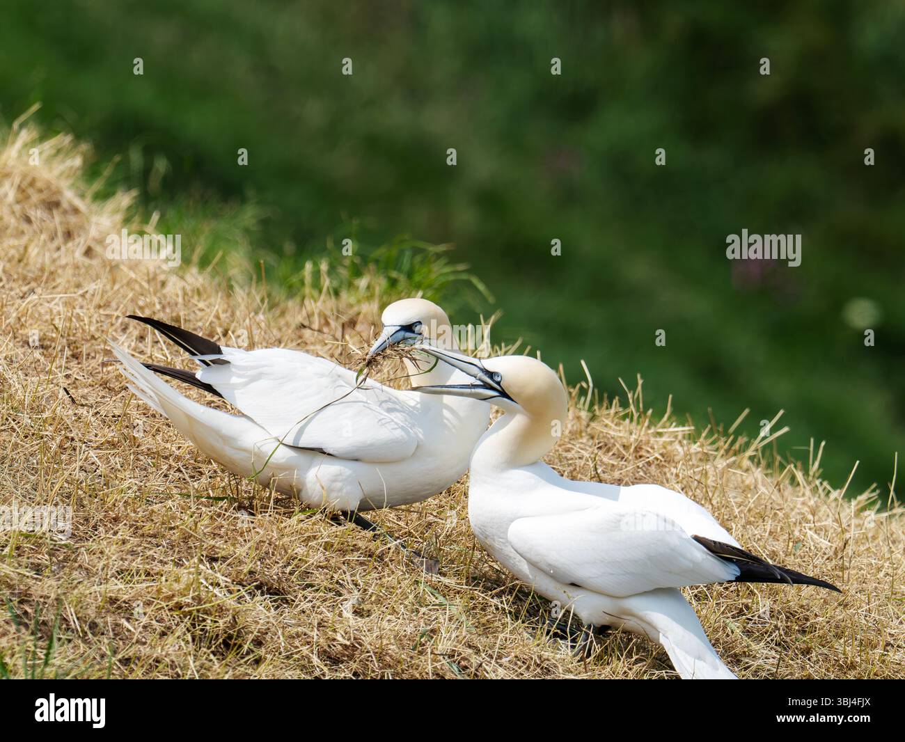 Gannet; Morus bassanus sammelt Nistmaterial an den Bempton Cliffs in Yorkshire, Großbritannien. Stockfoto