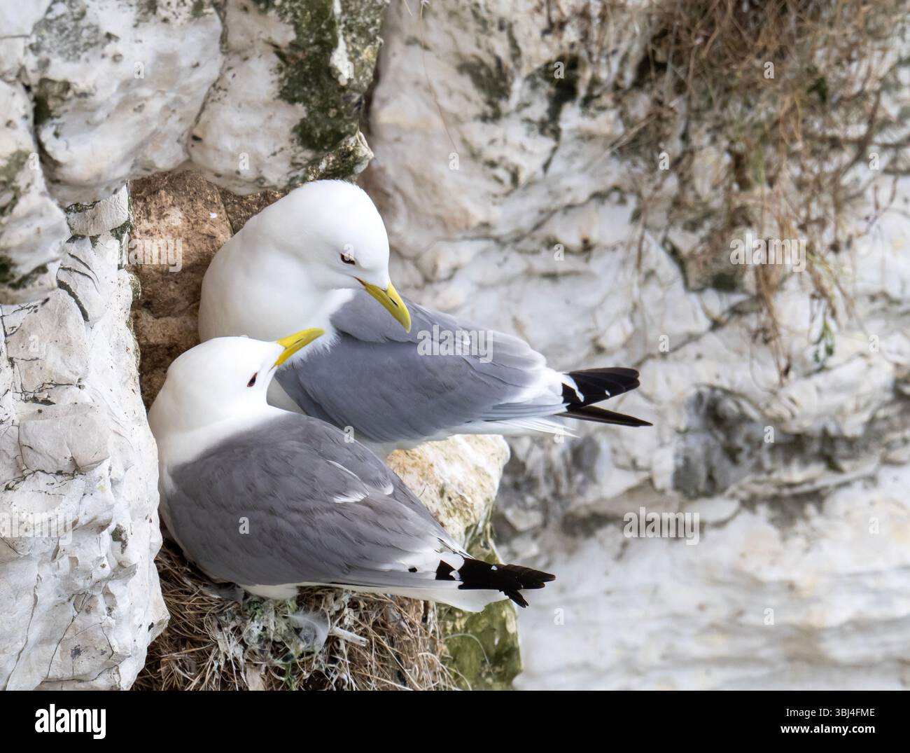 Kittiwake, Rissa tridactyla nistet an den Bempton Cliffs in Yorkshire, Großbritannien. Stockfoto