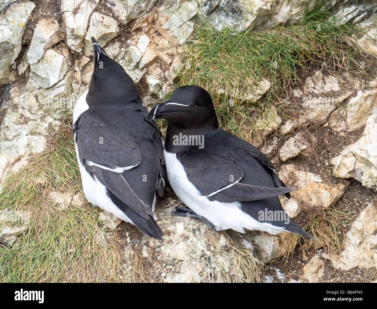 Razorbill, ALCA Torda in Bempton Cliffs in Yorkshire, Großbritannien. Stockfoto