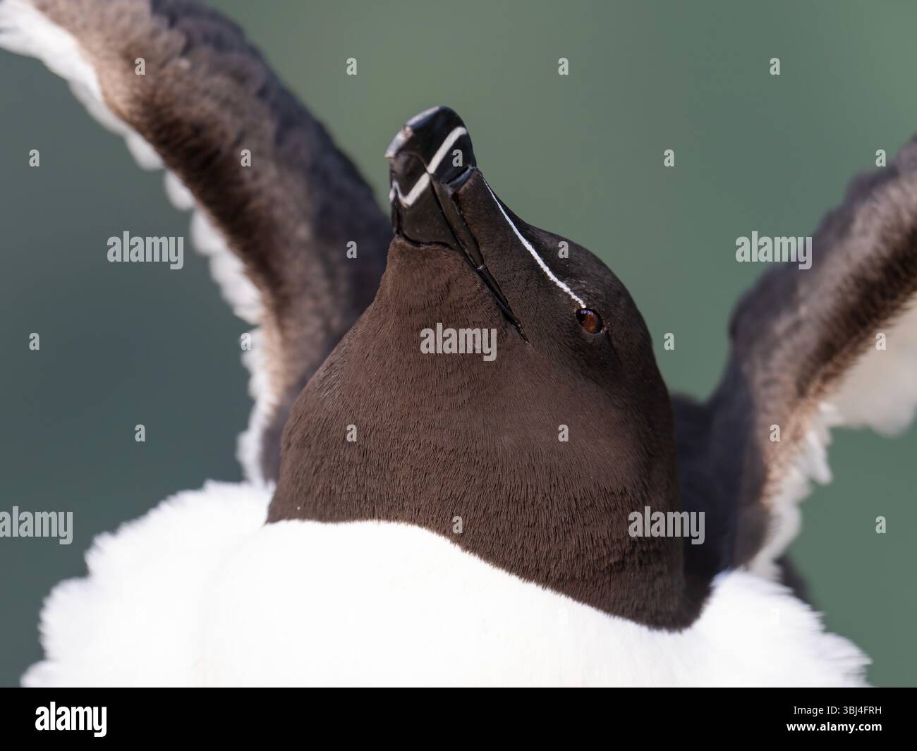 Razorbill, ALCA Torda in Bempton Cliffs in Yorkshire, Großbritannien. Stockfoto