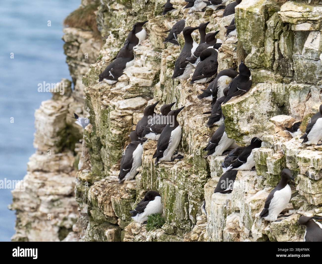 Gemeine Guillemot, Uria Aalge nistet auf den Klippen der Bempton Cliffs in Yorkshire, Großbritannien. Stockfoto