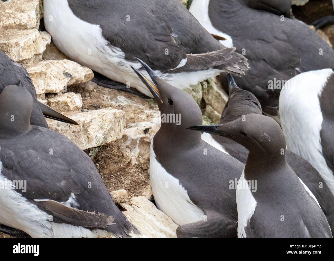 Gemeine Guillemot, Uria Aalge nistet auf den Klippen der Bempton Cliffs in Yorkshire, Großbritannien. Stockfoto