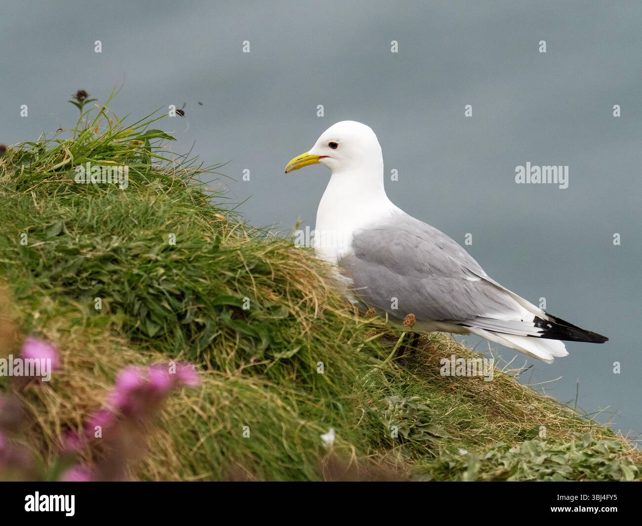 Kittiwake, Rissa tridactyla in Bempton Cliffs in Yorkshire, Großbritannien. Stockfoto