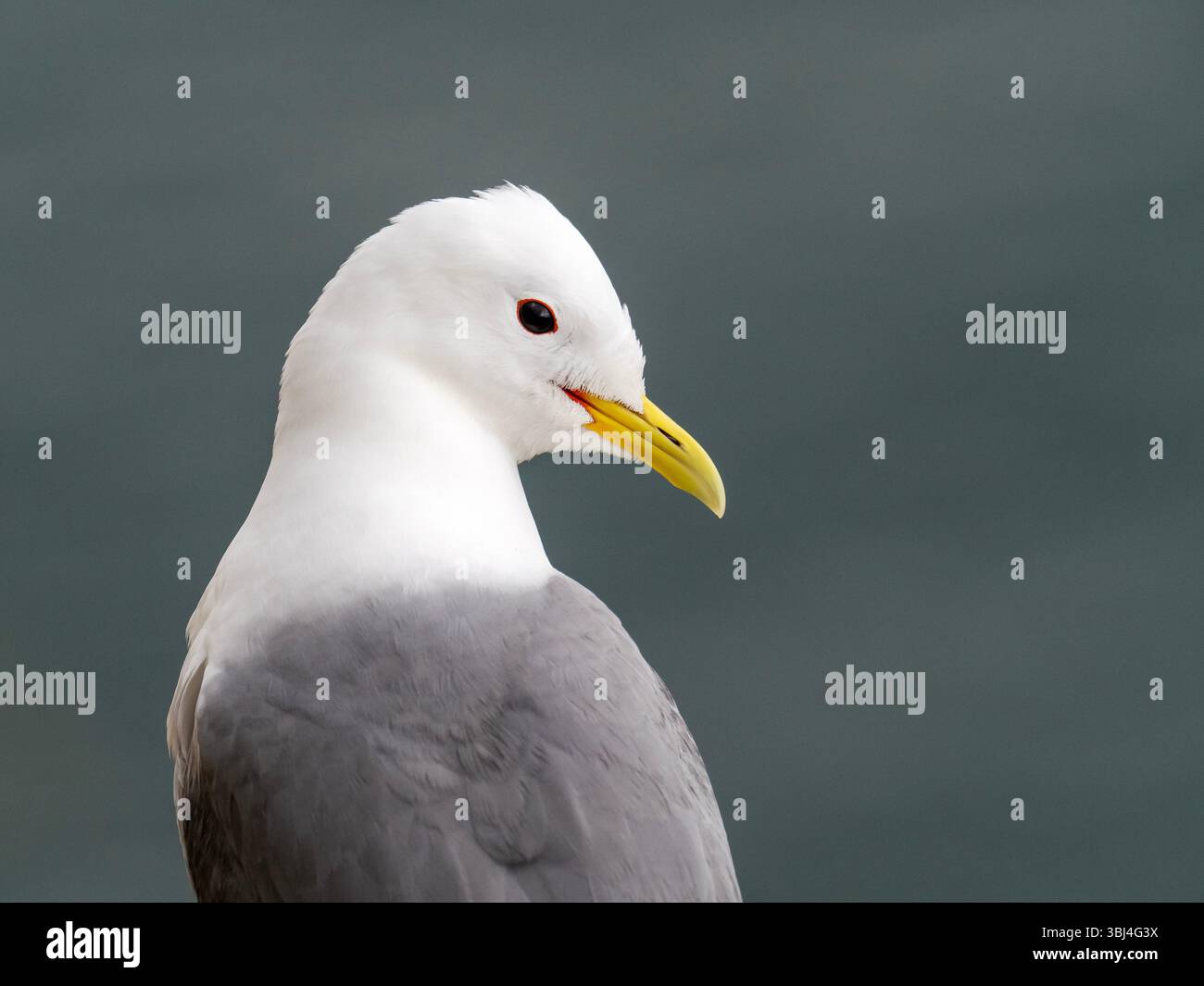 Kittiwake, Rissa tridactyla in Bempton Cliffs in Yorkshire, Großbritannien. Stockfoto