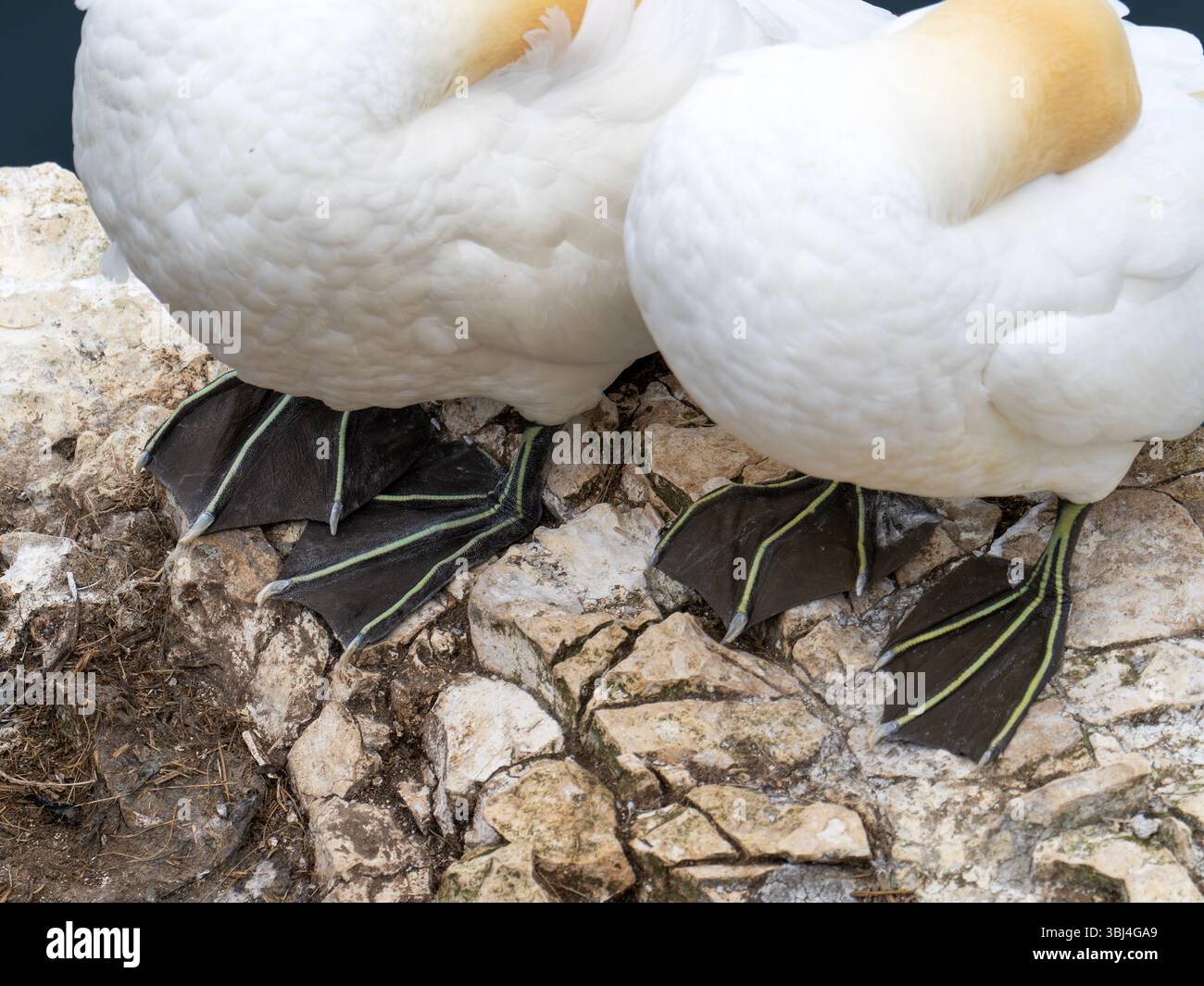Gannet, Morus bassanus bei Bempton Cliffs in Yorkshire, Großbritannien. Stockfoto