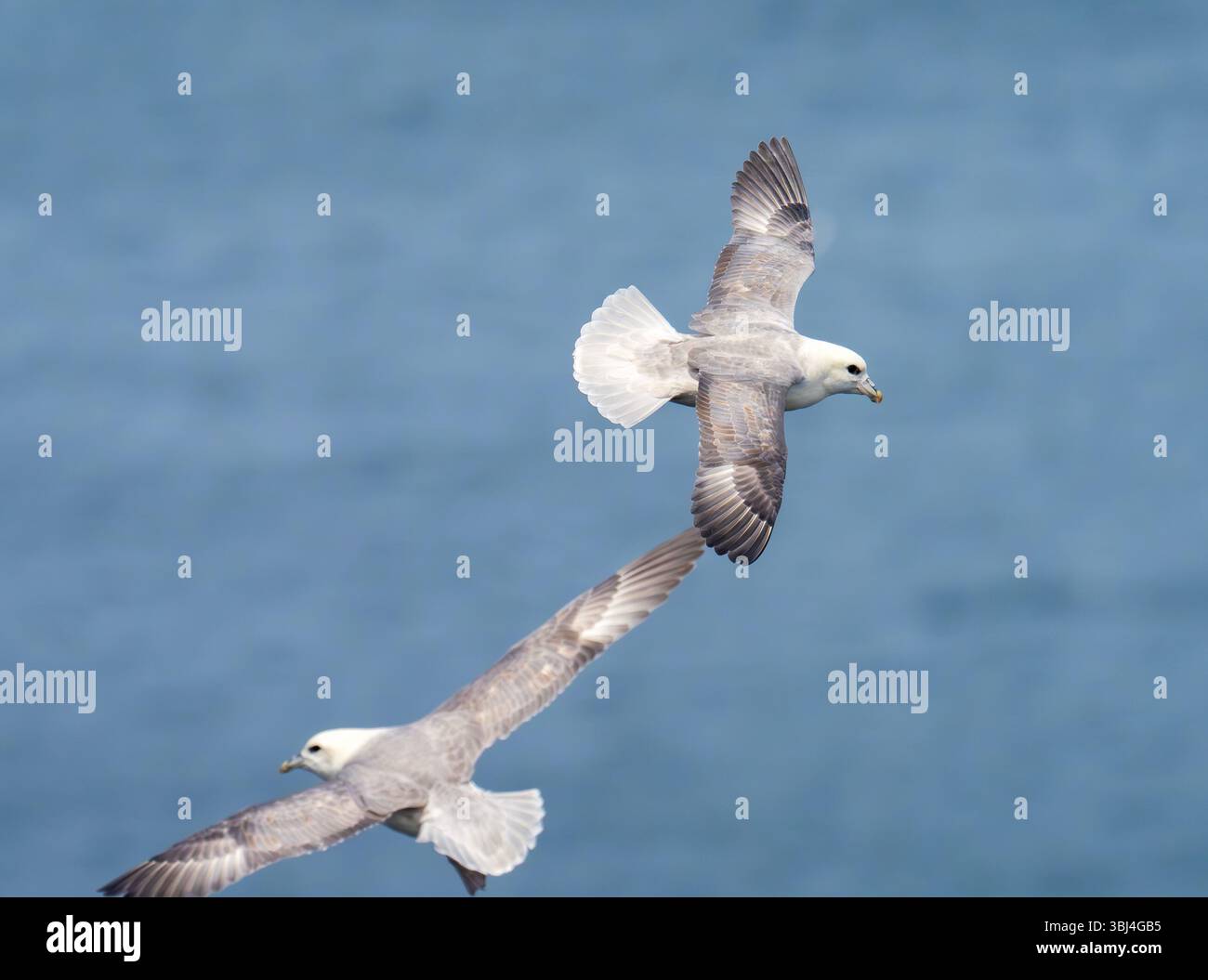 Fulmarus Glacialis im Norden Fulmars fliegt an den Bempton Cliffs in Yorkshire, Großbritannien. Stockfoto