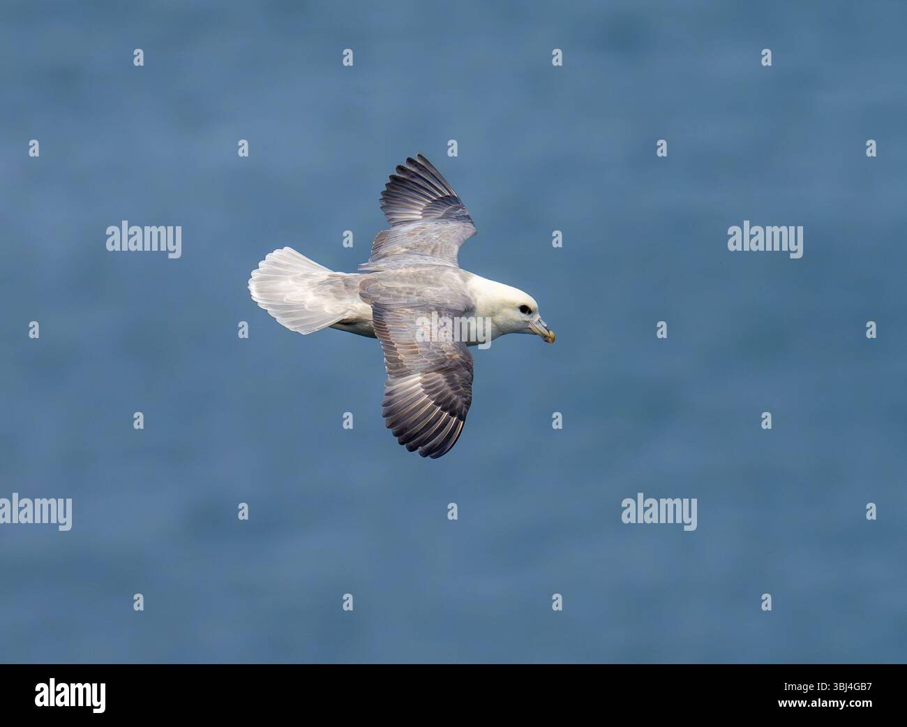 Fulmarus Glacialis im Norden Fulmars fliegt an den Bempton Cliffs in Yorkshire, Großbritannien. Stockfoto